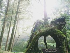 -阿里山神木遗迹