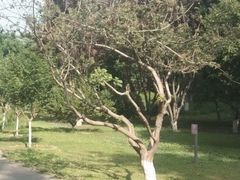 -东升八家郊野公园