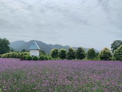 -曲江薰衣草庄园
