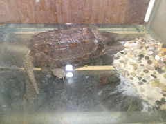 7.2-上海大自然野生昆虫馆