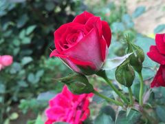 -东湖落雁景区