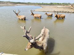 -宁波杭州湾国家湿地公园