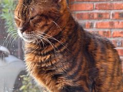 -豆逗聊愈猫阁Easy Life
