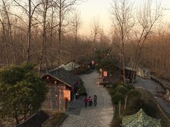 -合肥滨湖国家森林公园