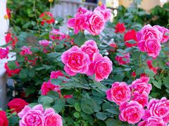 -北京张裕爱斐堡酒庄