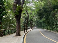 -深圳仙湖植物园