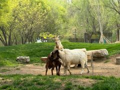 -北京野生动物园