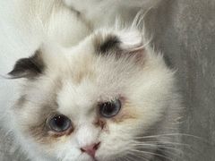-楼上猫咖(罗湖店)