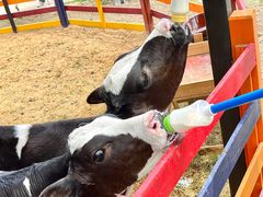 -合肥滨湖国家森林公园