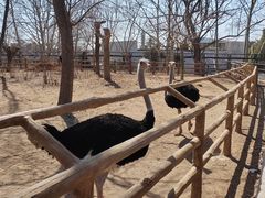 -大连森林动物园