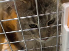 -心仪动物医院·牙专科·肿瘤·心脏科(西客站院)