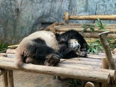 -深圳野生动物园