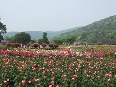 -龙寺生态园