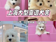 -翊宠yipet猫狗购宠庄园犬舍•猫舍