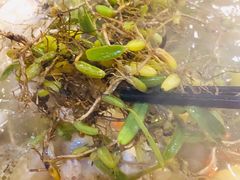 -洪大厨鸡煲(福田店)