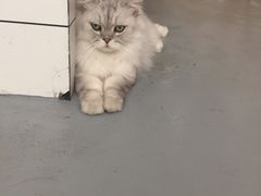 -猫友咖啡店(玉林西路店)