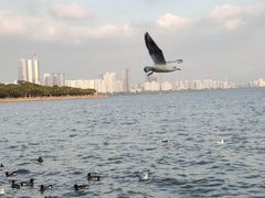 -深圳湾公园(南山区)