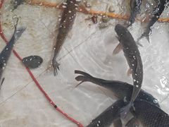 -庆岭迎宾园正宗活鱼馆