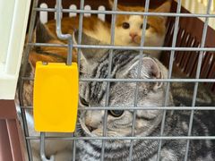 -芭比堂动物医院·CT·微创中心(新顺分院)