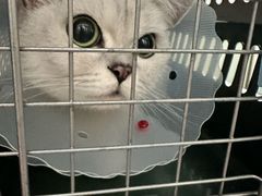 -伟伟宠物医院·瑞派猫友好医院·猫科(光谷店)
