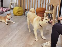 -柴迷FANS CLUB·柴犬狗咖·猫咖