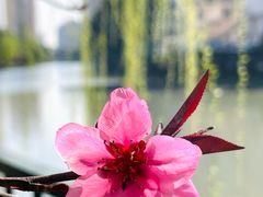 -黄兴公园