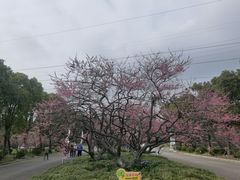 -上海海湾国家森林公园