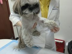 -美联众合动物医院·24h转诊中心