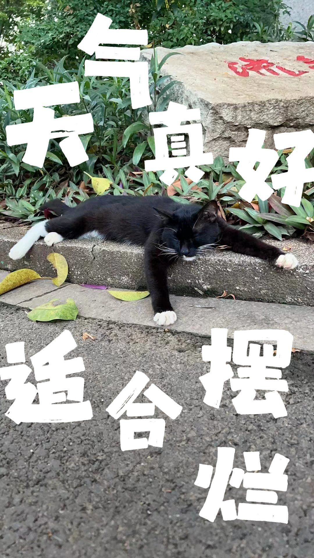 黑猫警长累瘫了