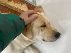 -共舞时光猫咖·狗咖(新街口店)