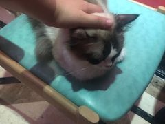 -猫色咖啡·猫咖