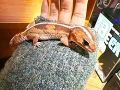 -抱暴龙爬宠·异宠·撸宠撸爬主题馆(大学路店)