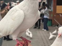 -天津妈祖文化园