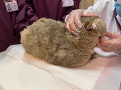 -宠爱国际动物医院·消化内科·心肾内科·ISFM猫友好(望京店)