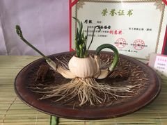 -龙大花卉苗木市场