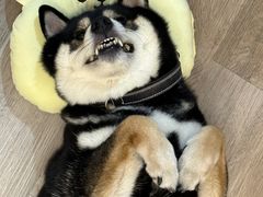-柴迷FANS CLUB·柴犬狗咖·猫咖