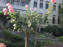-杭州学军中学(西溪校区)