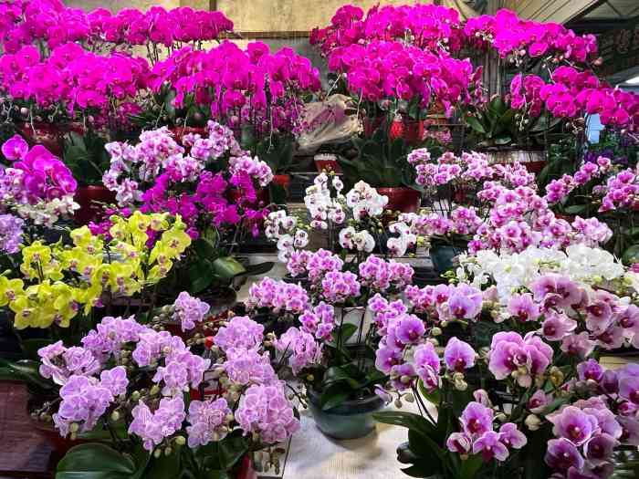 朝来春花卉市场-"又发现了一个好地方.很大一个大鹏子,路.