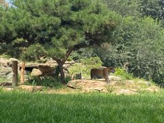 -北京野生动物园