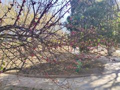 -桃花堤公园