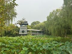 -金鸡湖桃花岛