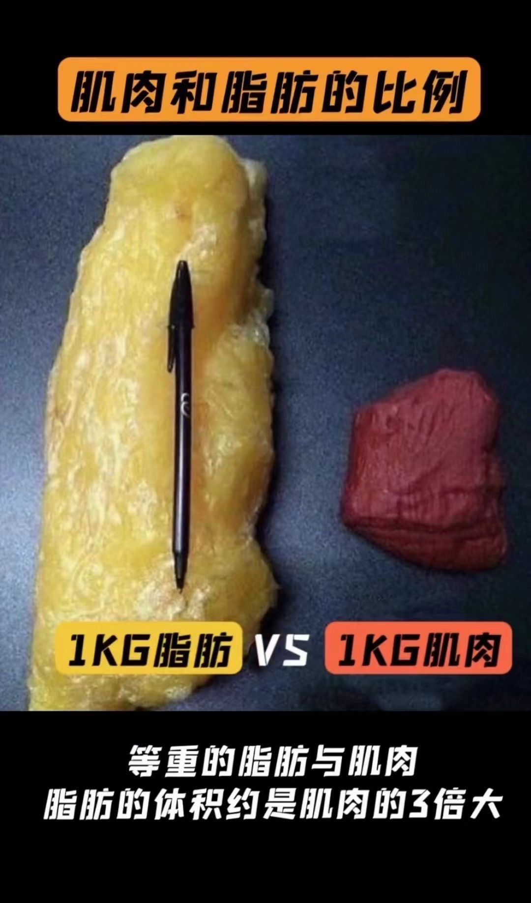 肌肉与脂肪的比例