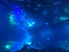 -海棠湾洲际-涛·海底餐厅·美人鱼·自助餐·海底隧道