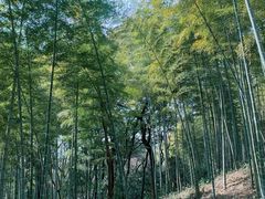 -上海佘山国家森林公园天马山园