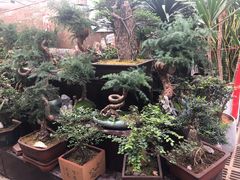 -秦美花卉(天朗·莱茵小城2期店)