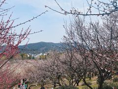 -香雪海