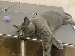 -猫咪派对(江南西店)