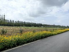 -上海长兴岛郊野公园