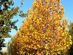 -三里屯东五街银杏大道