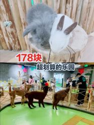 -七巧国萌宠乐园(龙湖天街店)